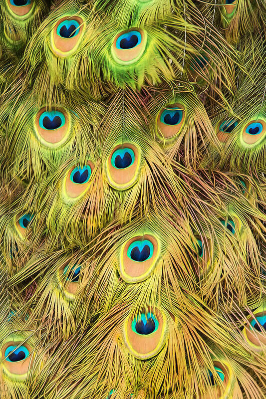 Peacock Art Print featuring the photograph The Eyes Have It by Gary Slawsky