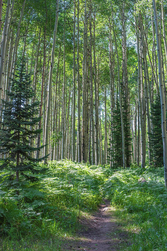 Forest Art Print featuring the photograph The Forest Trail by Jody Partin