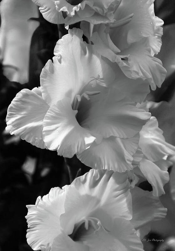Gladiolus Art Print featuring the photograph The Gladiolus In Black And White by Jeanette C Landstrom