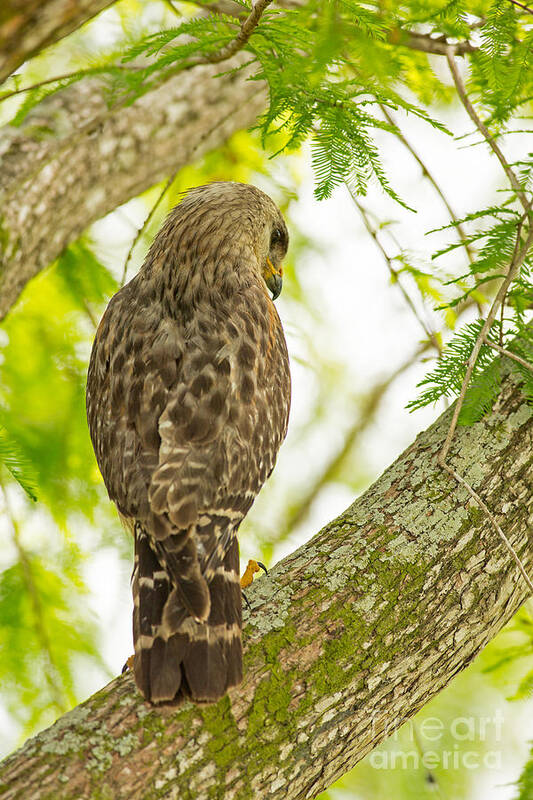 Hawk Art Print featuring the photograph The Glance by Natural Focal Point Photography