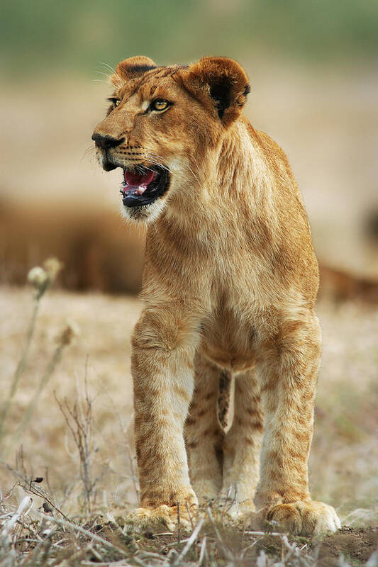 Lion Art Print featuring the photograph The Lion King by Yuri Peress