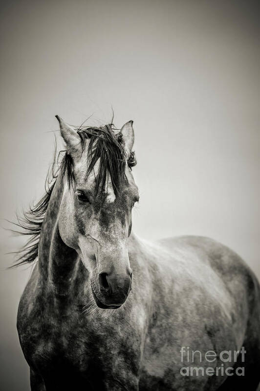 Horse Art Print featuring the photograph The Lonely Horse Portrait in Black and White by Dimitar Hristov