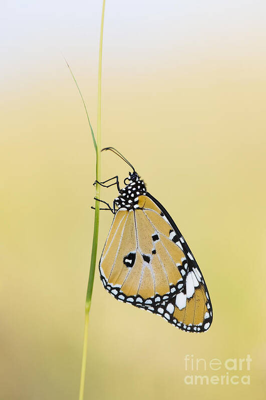Plain Tiger Butterfly Art Print featuring the photograph The Plain Tiger Butterfly by Tim Gainey