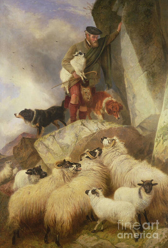 Sheep Art Print featuring the painting The Rescue by Richard Ansdell