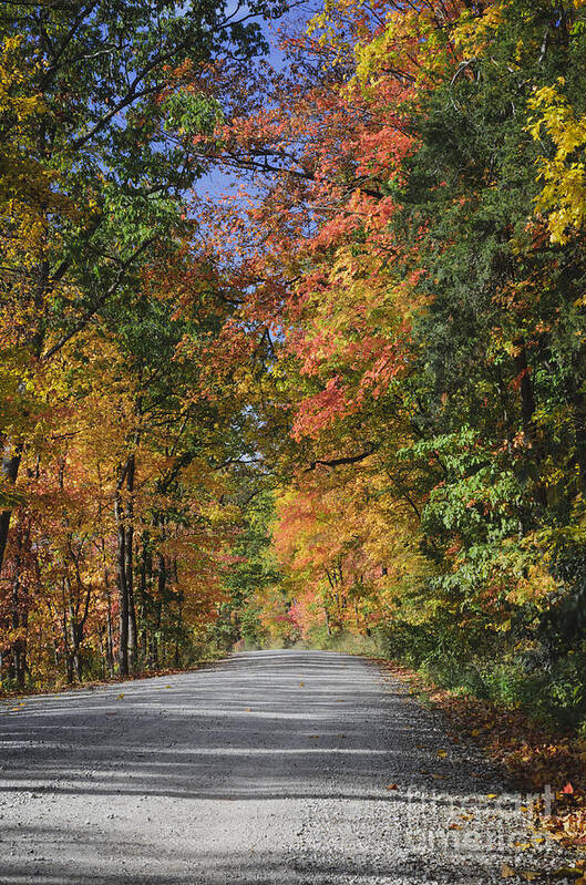 Autumn Art Print featuring the photograph The Road To Color by Tamara Becker