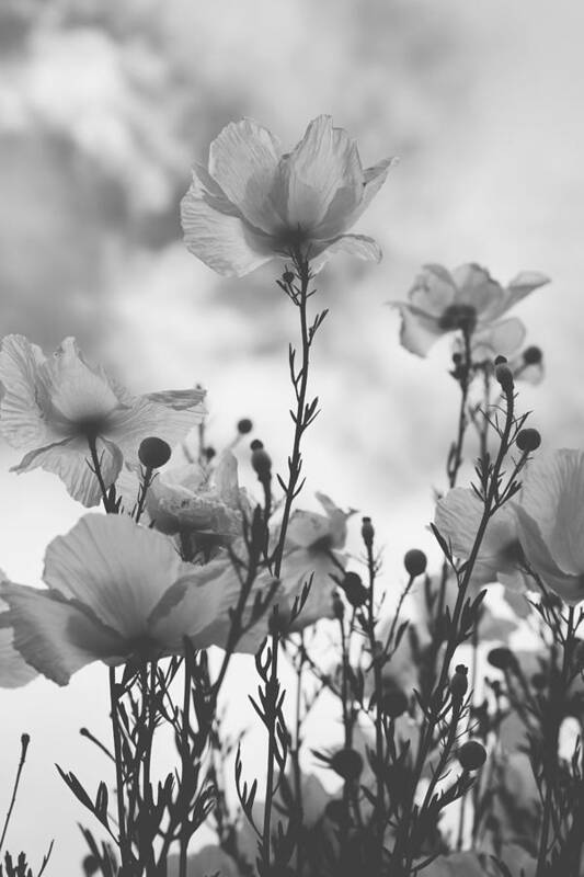Flowers Art Print featuring the photograph The Same Air You Breathe by Laurie Search