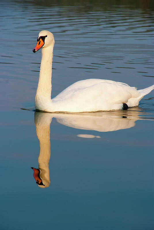 Swan Art Print featuring the photograph The swan by Marco Busoni