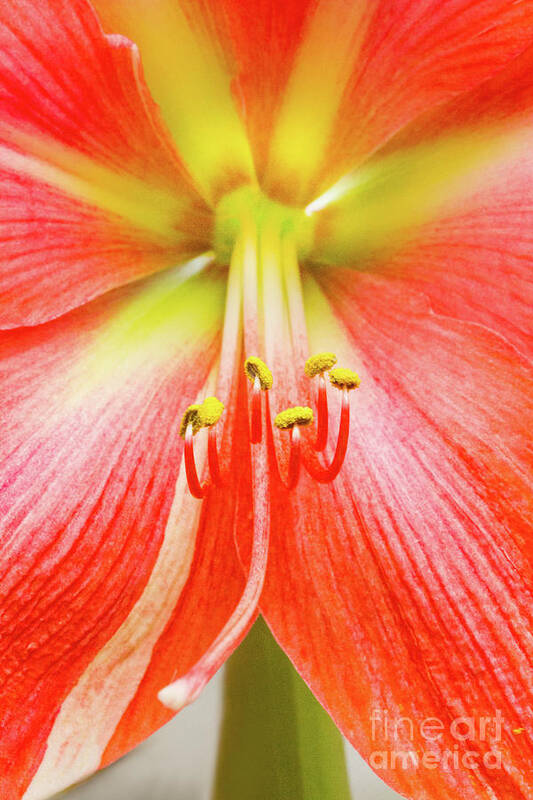 Amaryllis Art Print featuring the photograph The Timid Nymph - II by Marilyn Cornwell