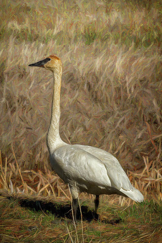 Trumpeter Swan Art Print featuring the photograph The Trumpeter Swan by Belinda Greb