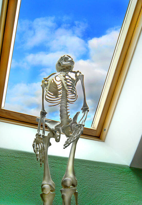 Skeleton Art Print featuring the photograph The Window by Robert Lacy