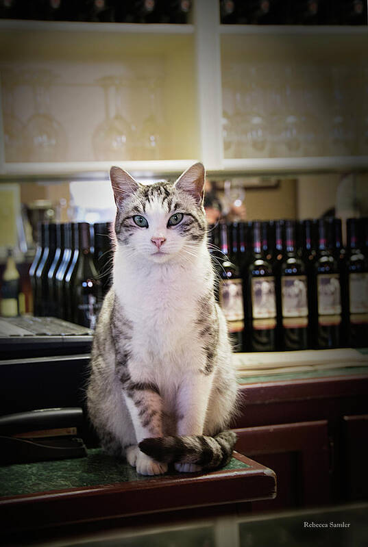 Winery Art Print featuring the photograph The Winery Cat by Rebecca Samler