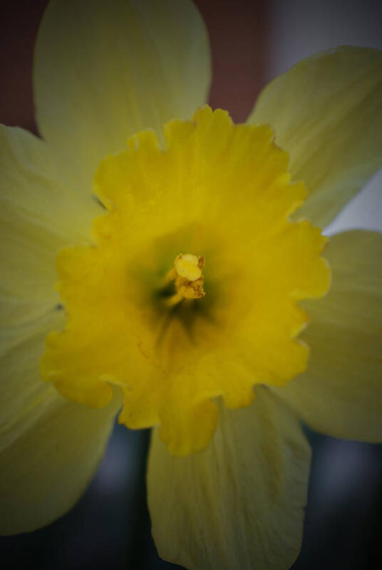 Daffodil Art Print featuring the photograph Things Are Looking Up 2 by Richard Andrews