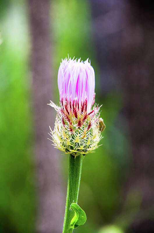 Canyon Art Print featuring the photograph Thistle in the Canyon by Adam Reinhart