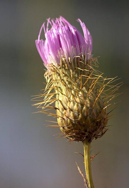 Columbia Md Art Print featuring the photograph Thistle by Joseph Skompski