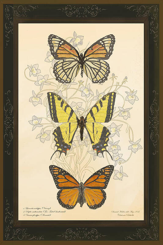 Victor Shelley Art Print featuring the digital art Three Butterflies by Victor Shelley