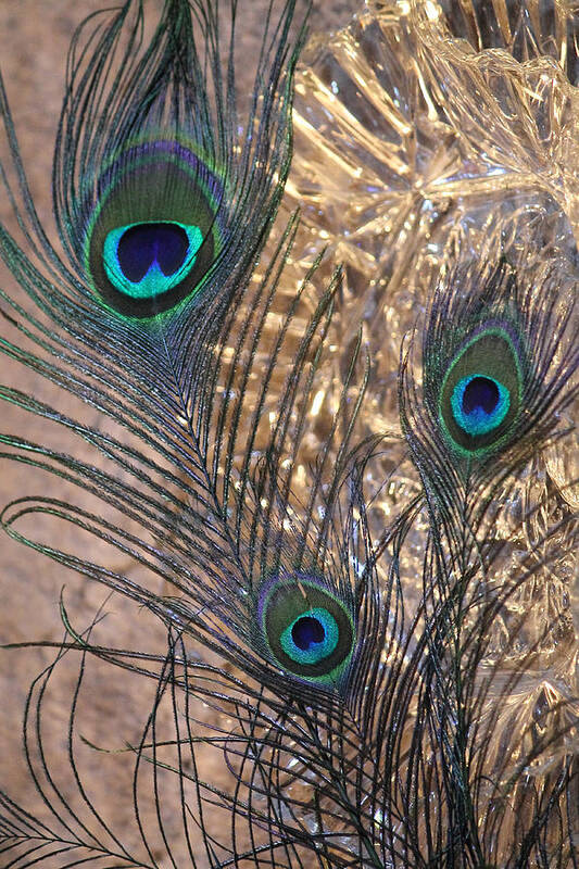 Peacock Art Print featuring the photograph Three Feathers by Angela Murdock