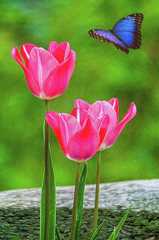 Tulips Art Print featuring the photograph Three Tulips by Cathy Kovarik