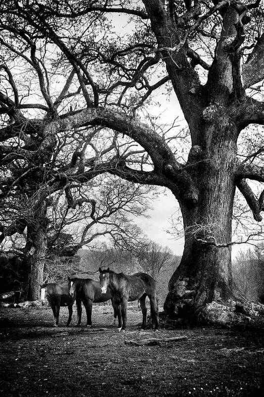 Horses Art Print featuring the photograph Three Under A Tree In Black and White by Greg and Chrystal Mimbs