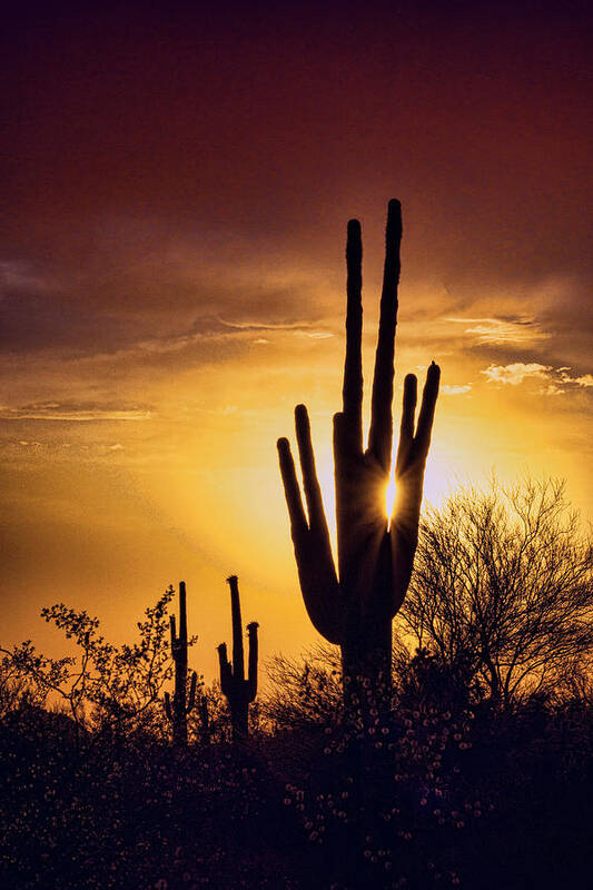 Saguaro Sunset Art Print featuring the photograph Through the Arms of the Saguaro by Saija Lehtonen