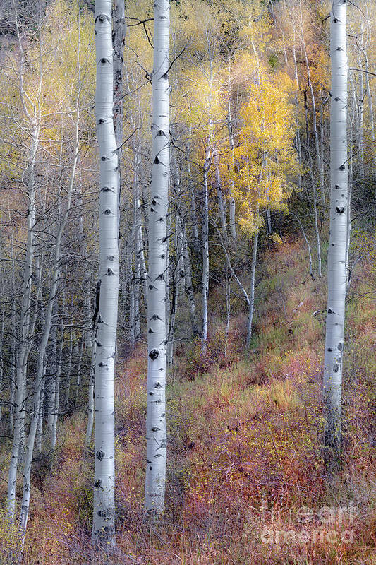 Aspen Woods Art Print featuring the photograph ...through The Woods... by The Forests Edge Photography - Diane Sandoval