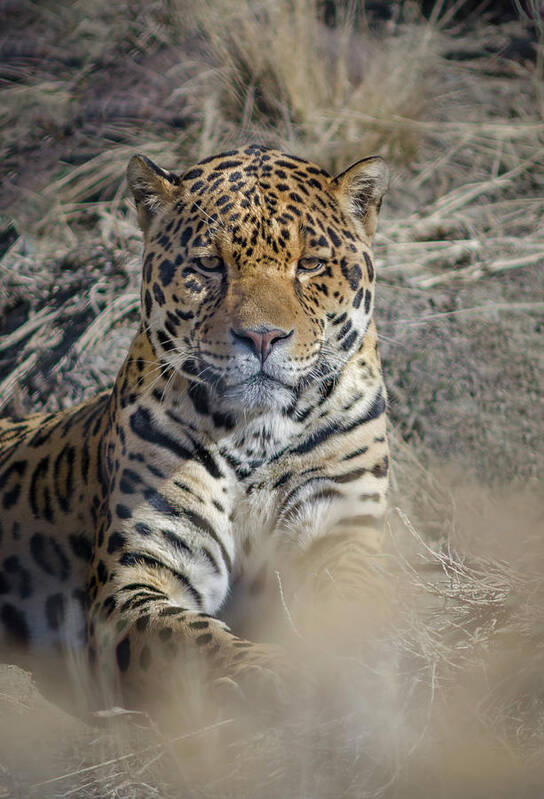 Animal Ark Art Print featuring the photograph Jaguar by Rick Mosher