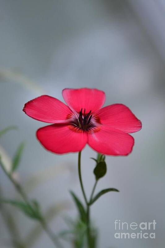 Flower Art Print featuring the photograph Tiny Flower by Dani McEvoy