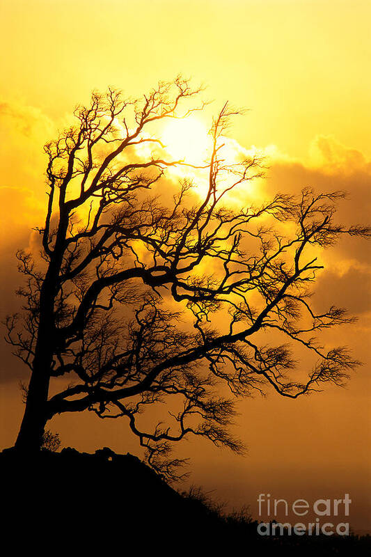 A25f Art Print featuring the photograph Tree At Sunrise by Carl Shaneff - Printscapes