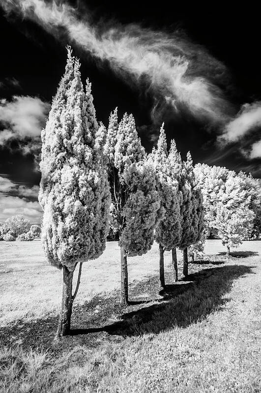 Infrared Art Print featuring the photograph Tree Line-Up by Roseanne Jones