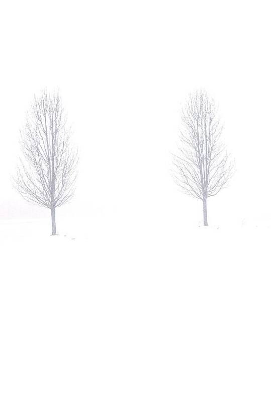 Snow Art Print featuring the photograph Trees and Snow by Daniel Thompson