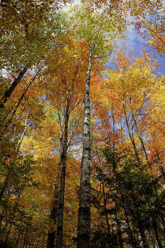 Trees Art Print featuring the photograph Trees on the Lincoln Woods Trail by Nancy De Flon