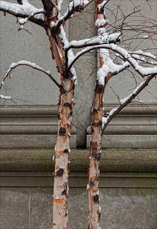 Snow Art Print featuring the photograph Trees Wall and Snow by Robert Ullmann