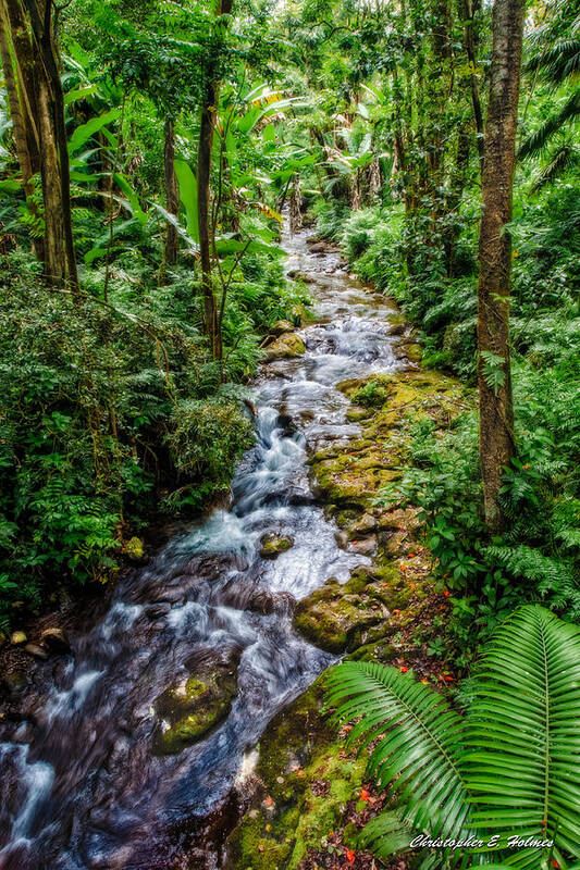 Stream Art Print featuring the photograph Tropical Forest Stream by Christopher Holmes