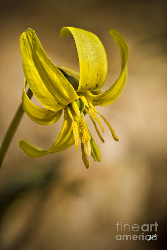 Dogtooth Art Print featuring the photograph Trout Lilly by Alana Ranney