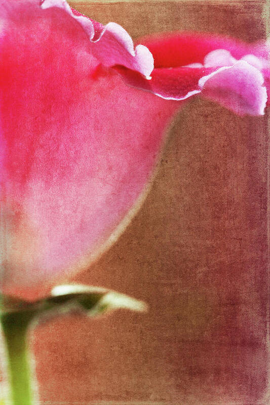 Flower Art Print featuring the photograph Trumpet by Rebecca Cozart