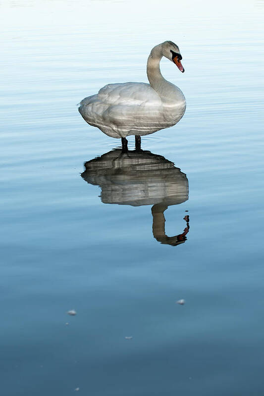Swan Art Print featuring the photograph Trumpeter Swan two by Terry Dadswell