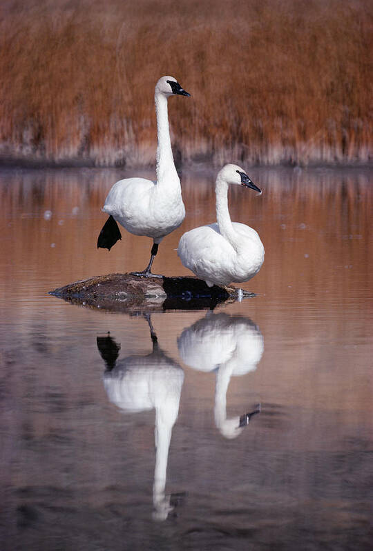 Mp Art Print featuring the photograph Trumpeter Swans Yellowstone by Michael Quinton
