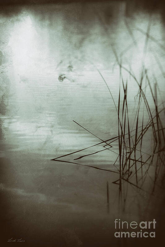 Reeds Art Print featuring the photograph Trust in Dreams by Linda Lees