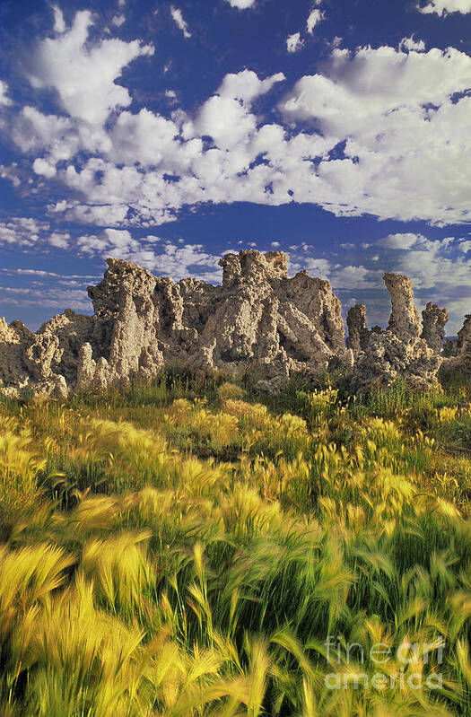 Dave Welling Art Print featuring the photograph Tufas And Wild Grasses Mono Lake State Park California by Dave Welling