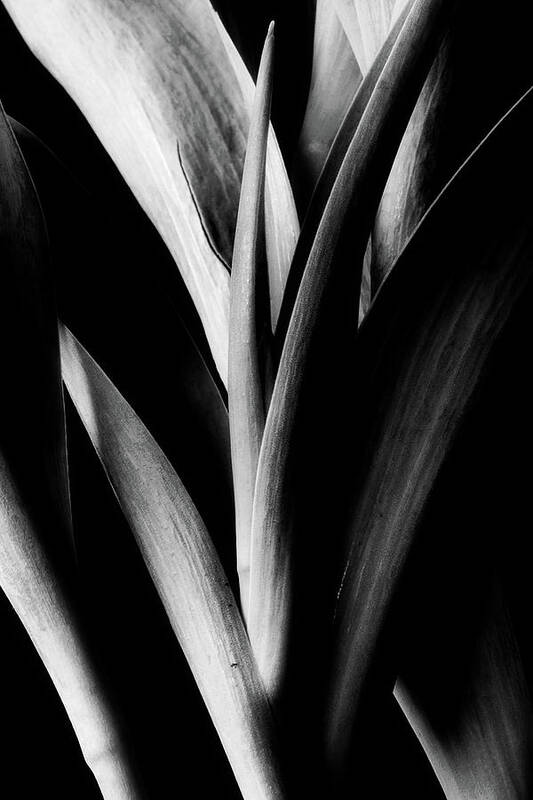 Tulips Art Print featuring the photograph Tulip Abstract by Mike Eingle