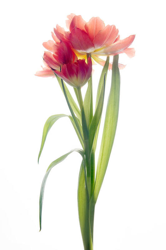 Tulip Art Print featuring the photograph Tulip by Ann Garrett