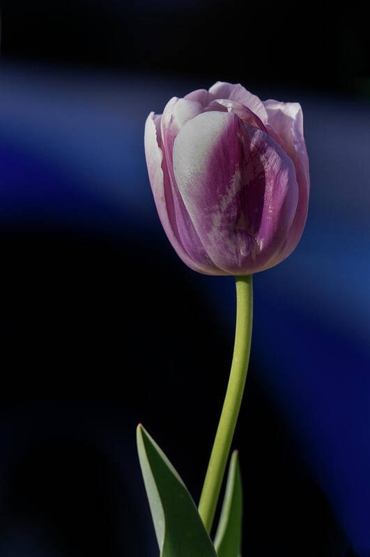 Tulips Art Print featuring the photograph Tulip by Jerry Gammon