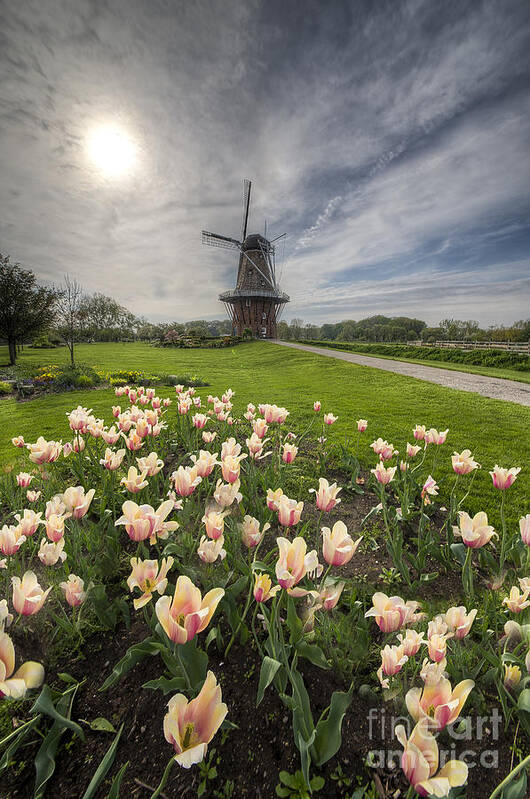 Holland Art Print featuring the photograph Tulips in Holland by Twenty Two North Photography
