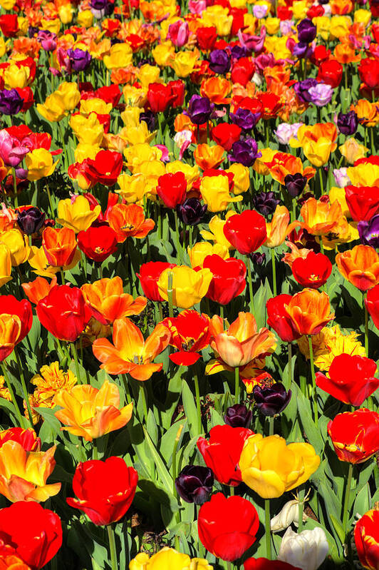 Tulips Art Print featuring the photograph Tulips of Color by FineArtRoyal Joshua Mimbs