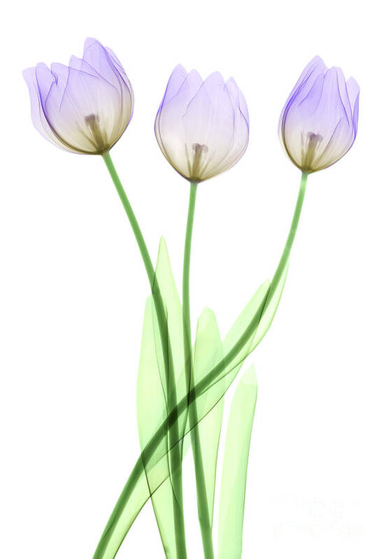 Tulip Art Print featuring the photograph Tulips, X-ray by Ted Kinsman