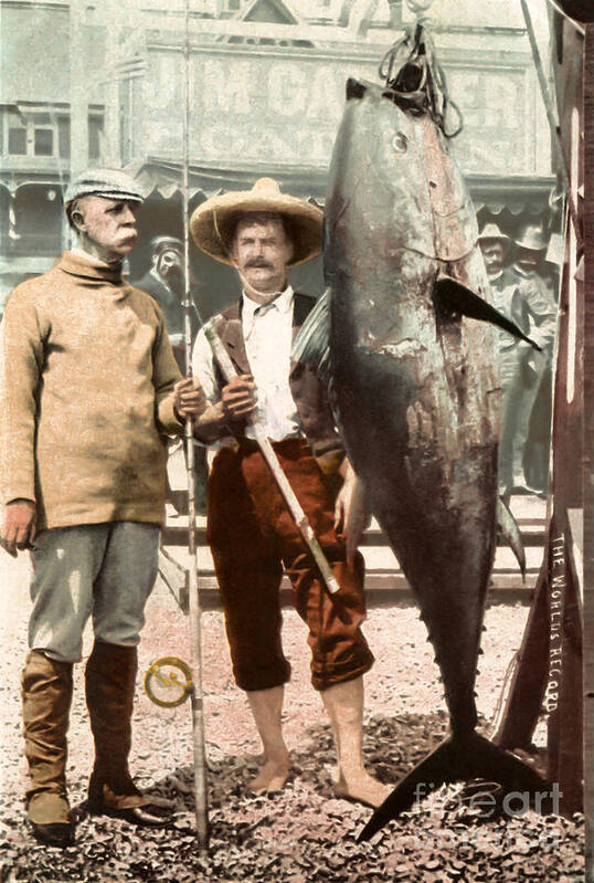 Tuna Art Print featuring the photograph Tuna Fishing 1902 Catalina Island by Sad Hill - Bizarre Los Angeles Archive
