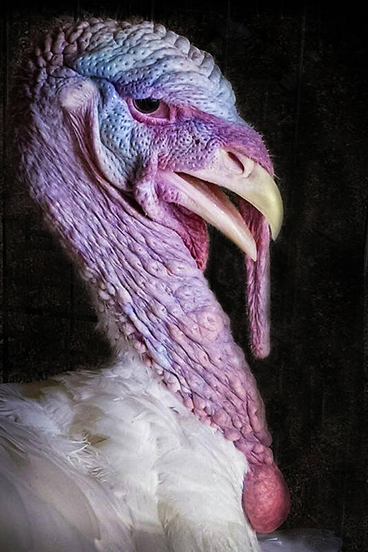2018 Art Print featuring the photograph Turkey at the Fair by George Harth