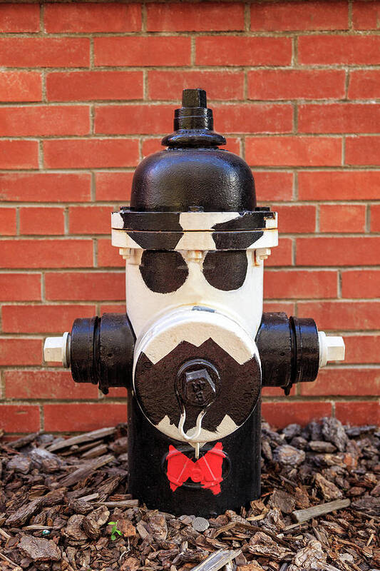 Hydrant Art Print featuring the photograph Tuxedo Hydrant by James Eddy
