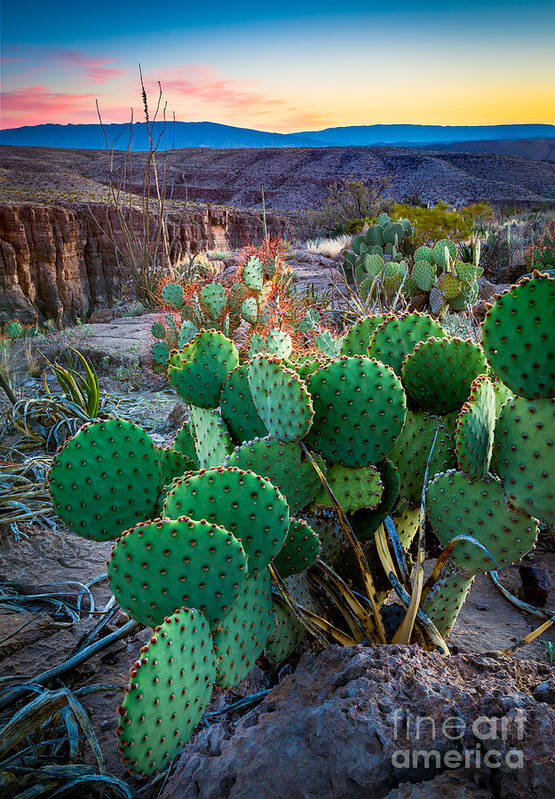 America Art Print featuring the photograph Twilight Prickly Pear by Inge Johnsson