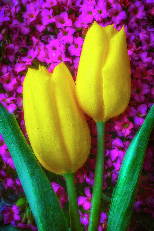 Yellow Art Print featuring the photograph Two Tulips With kalanchoe Flowers by Garry Gay