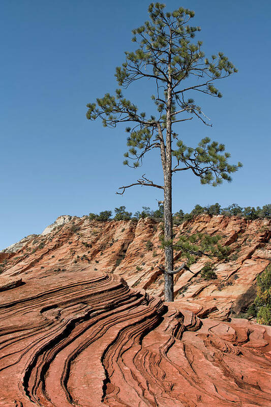 Utah Art Print featuring the photograph Utah Landscape by Phil Cardamone